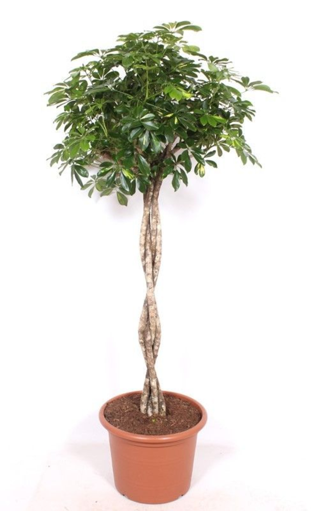 Schefflera 'Gold Capella'.