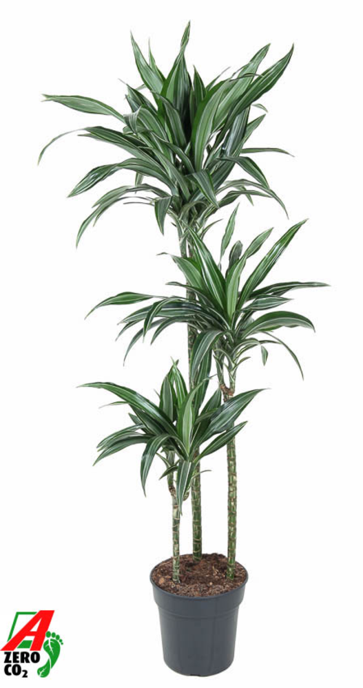 Dracaena Ulises 90-60-30.