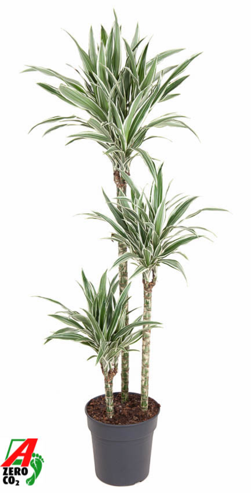 Dracaena White Stripe 90-60-30.