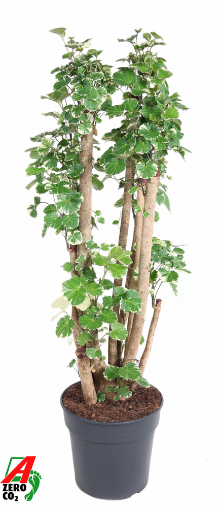 Polyscias Balfouriana vertakt P31.