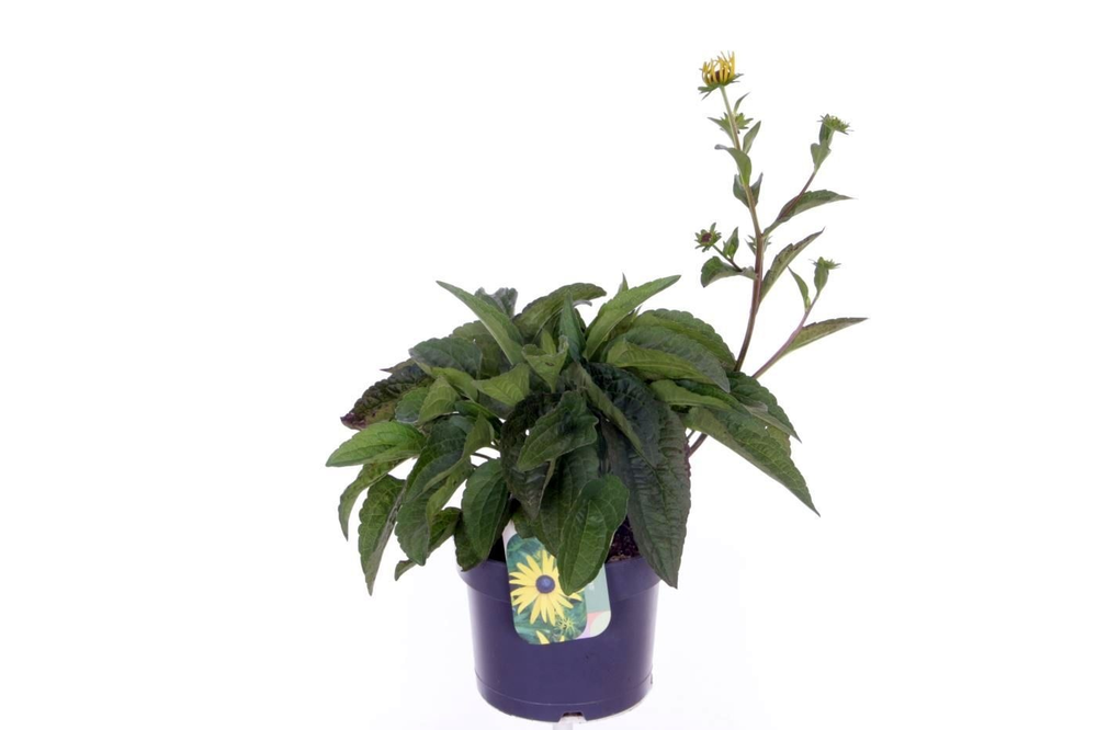 Rudbeckia fulgida Goldsturm.