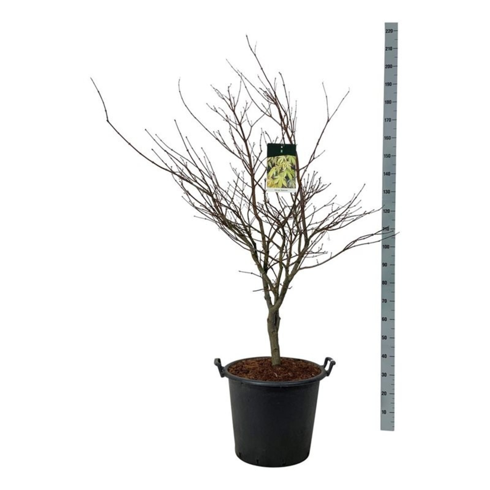 Acer pal. 'Osakazuki'.