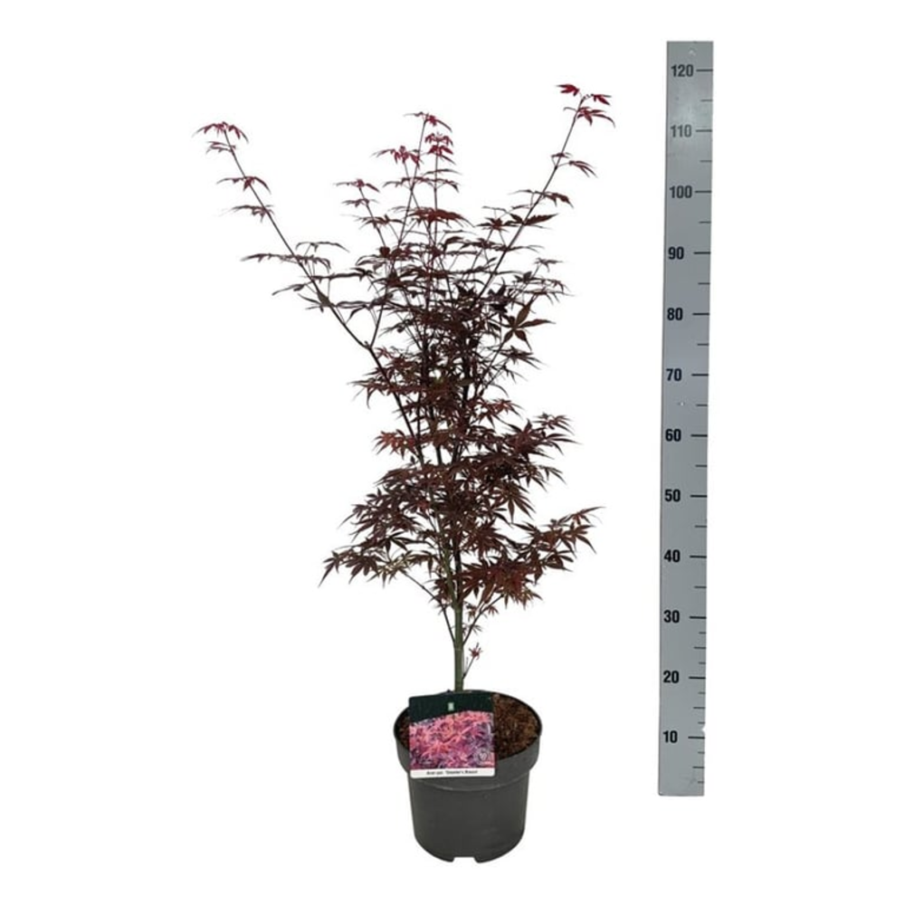 Acer pal. 'Skeeter's Broom'.