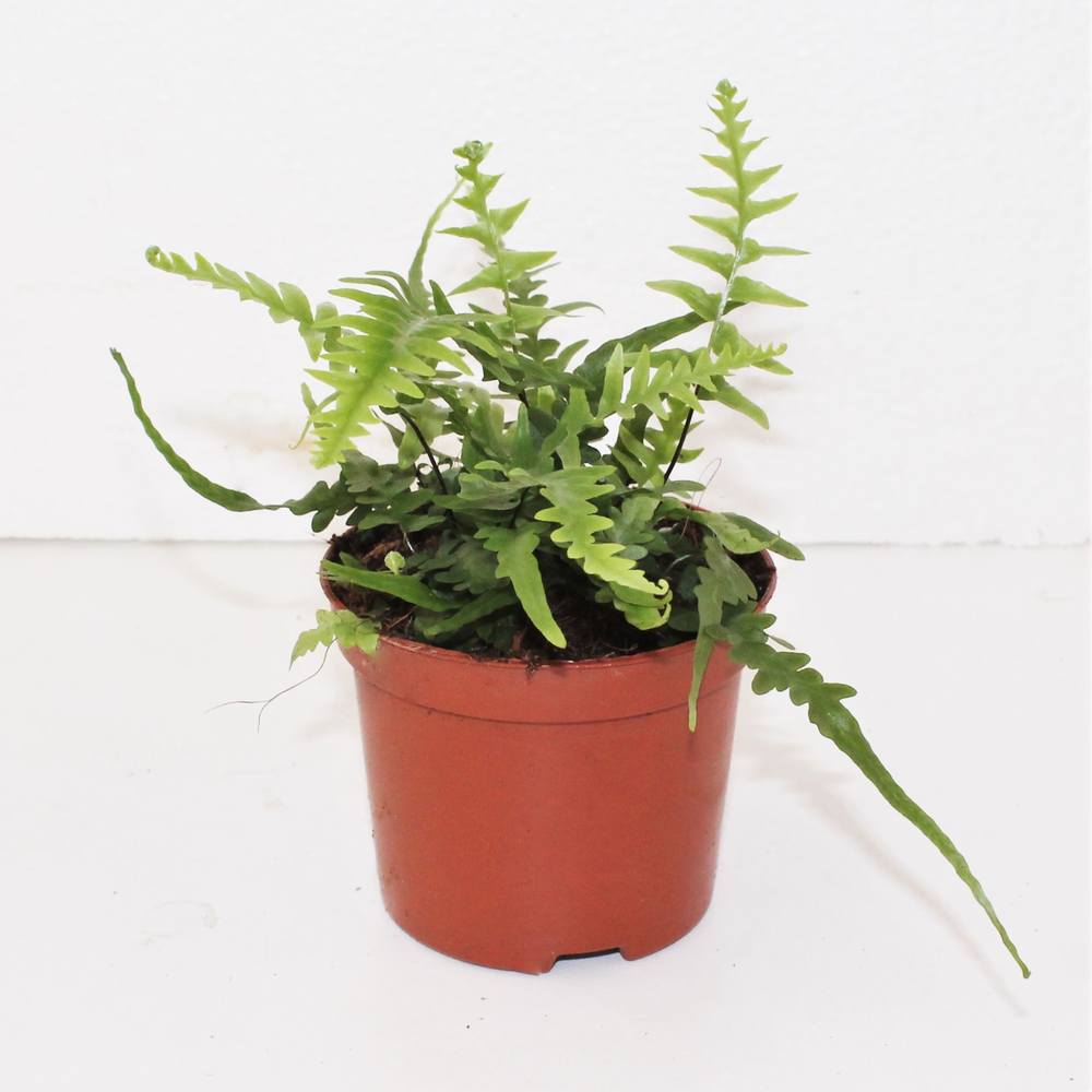Asplenium EbenoÏdes 'Dragon's Tail' (Winterhard).