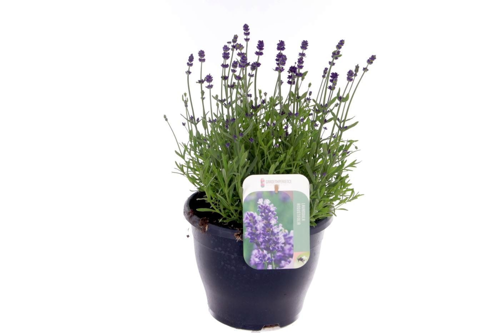 Lavandula ang. Blue Scent.