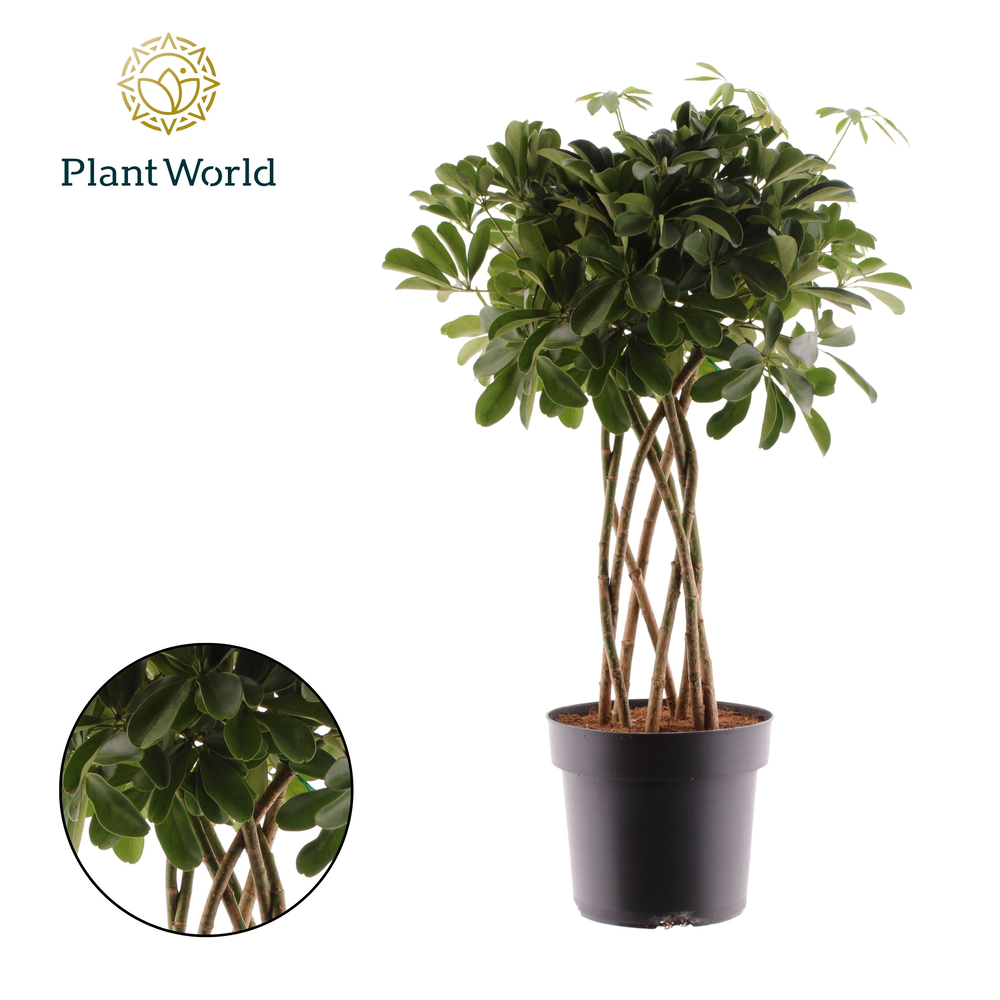 Schefflera Compacta (Nora) koker (Decorum).