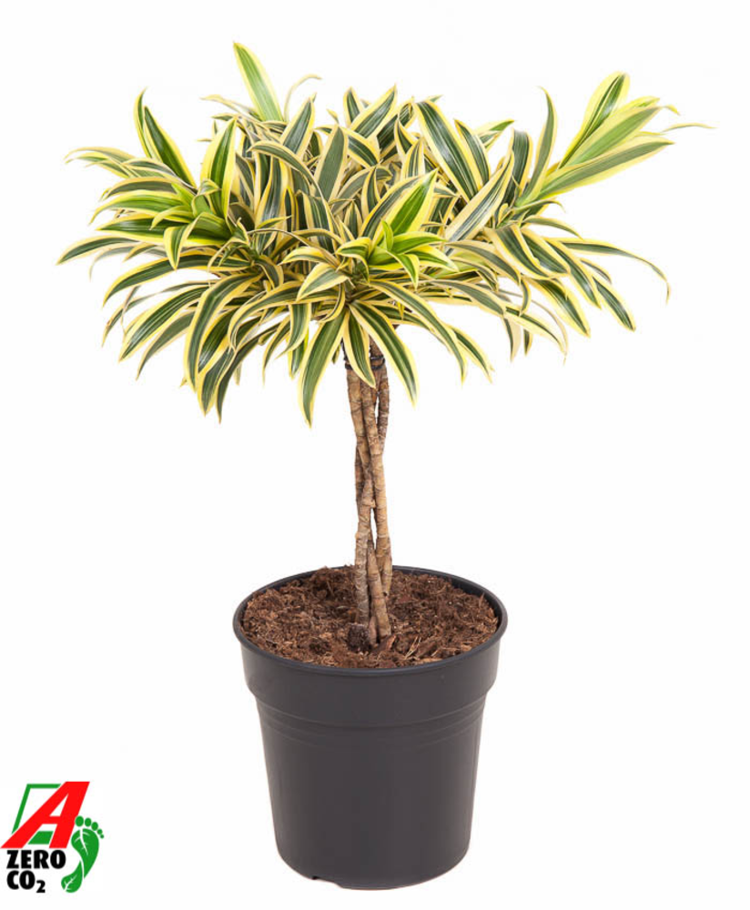 Dracaena Song Of India gevlochten stam P21.