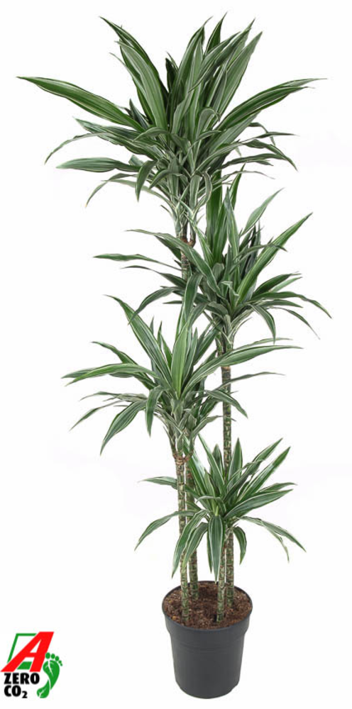Dracaena Warneckei 120-90-60-30.