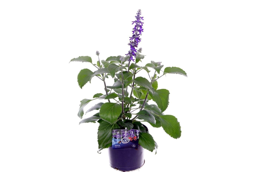 Salvia Mystic Spires Blue.