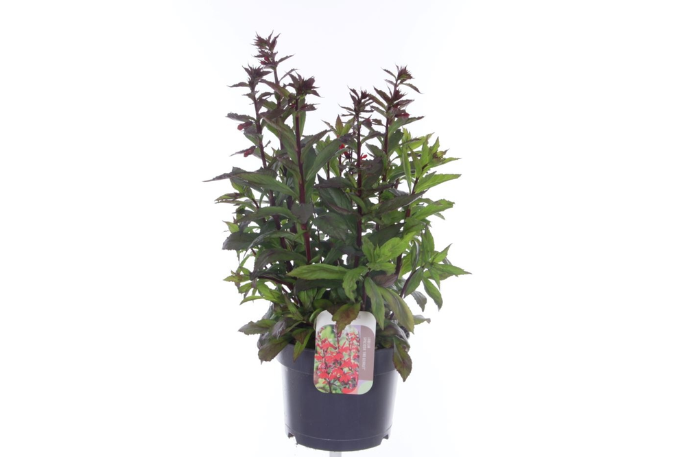 Lobelia Fan Scarlet.