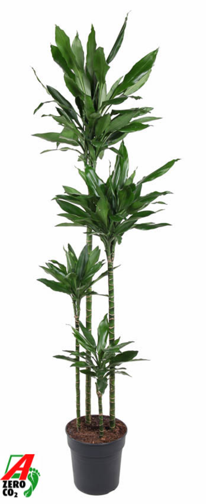 Dracaena Janet Lind 120-90-60-30.
