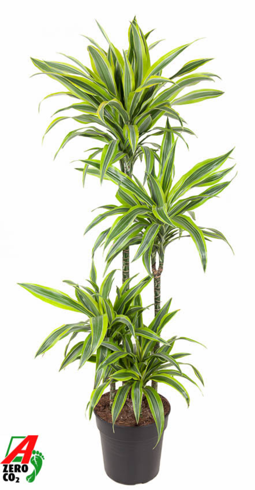 Dracaena Lemon Lime 90-60-30-15.