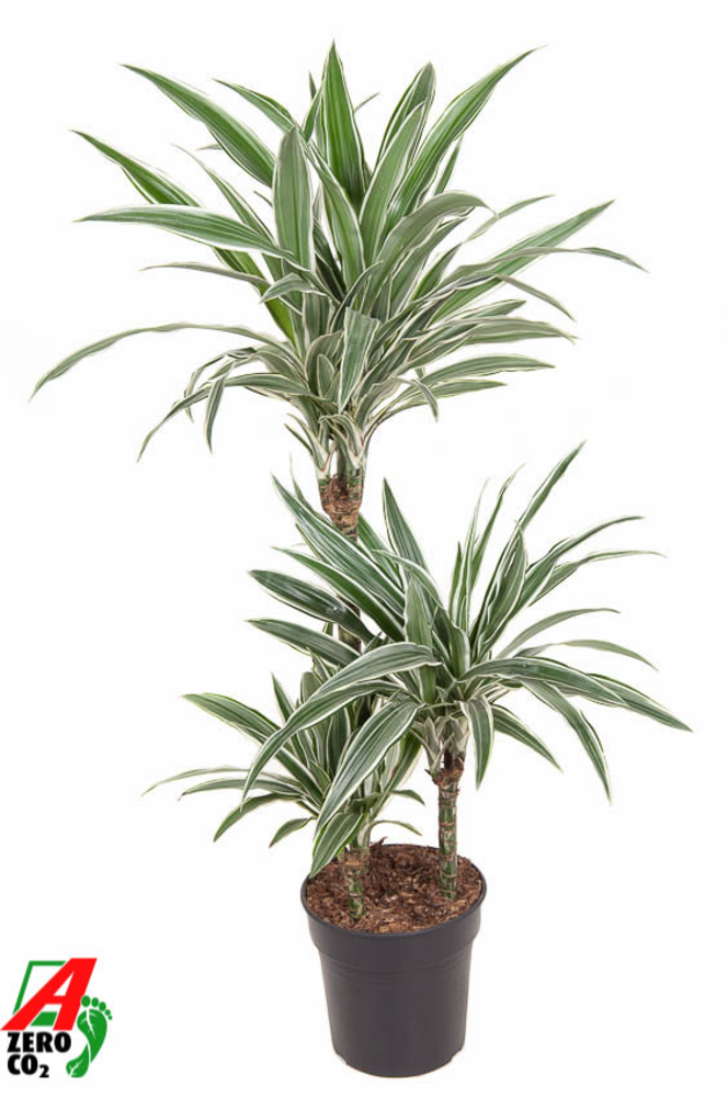 Dracaena White Stripe 60-30-15.