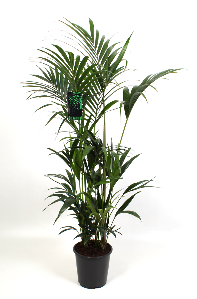 Kentia-Howea Forsteriana 27 cm 160 cm hoog.