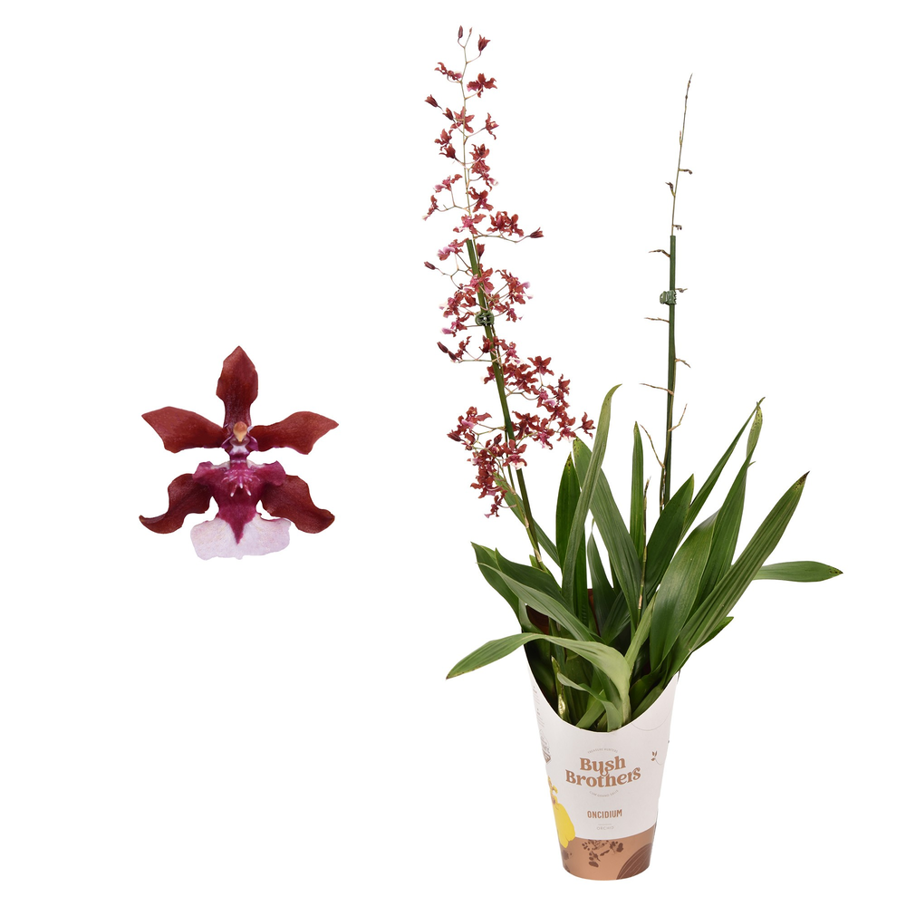 Oncidium 'Cherry Baby' 2 tak 12 cm met blad spikel.