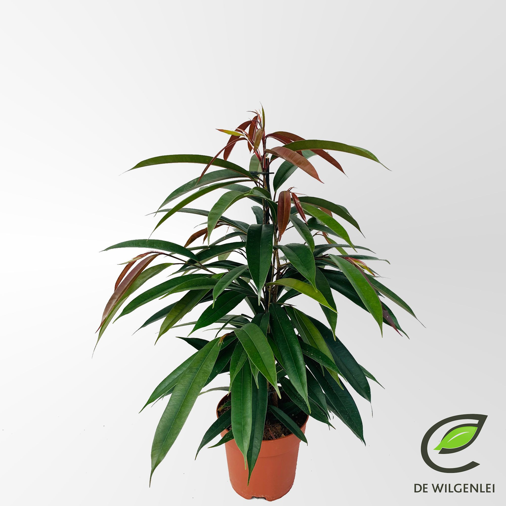 Ficus binnendijkii 'Amstel King' p17.