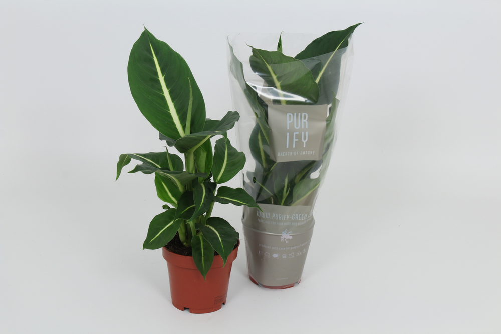 Purify Dieffenbachia Green Magic 12 cm.