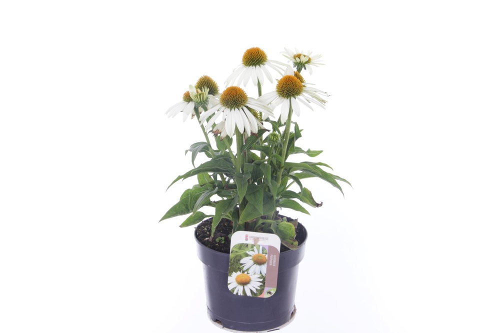 Echinacea purp. Sombrero Alba.