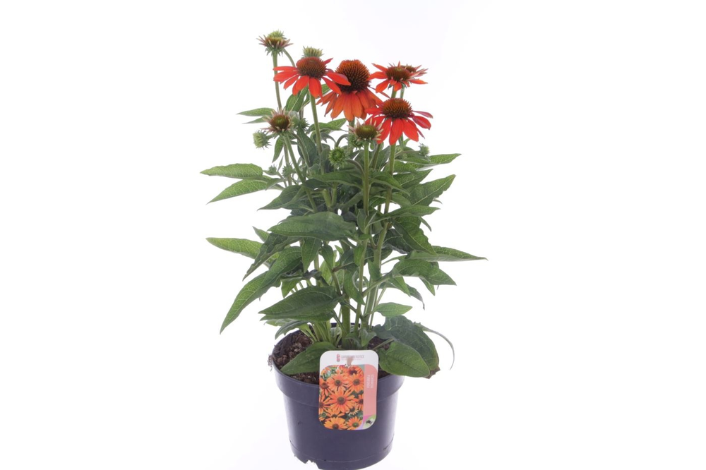 Echinacea purp. Sombrero Orange.