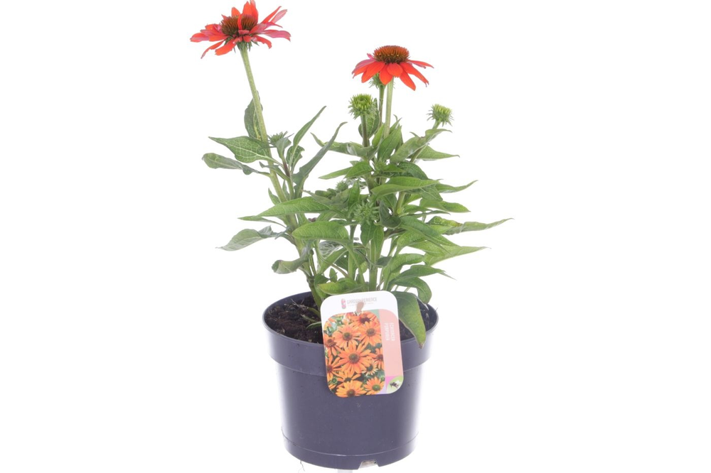 Echinacea purp. Sombrero Orange.