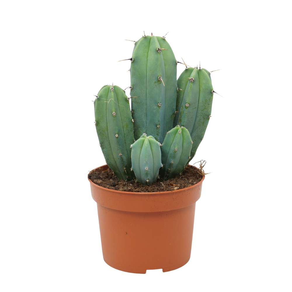 Myrtillocactus geometrizans 10,5 cm.