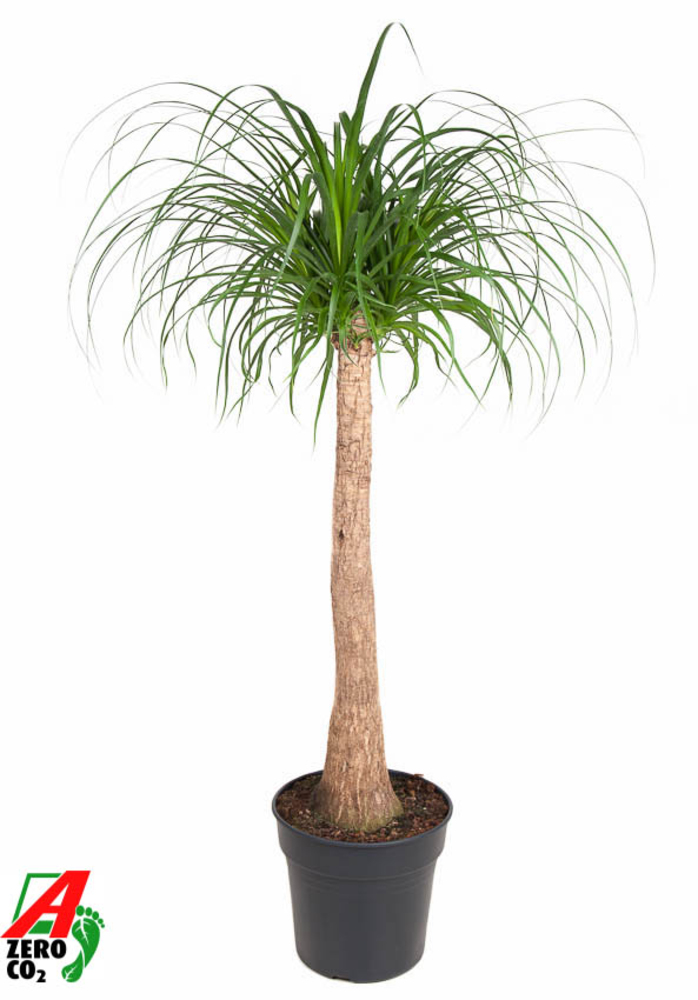 Beaucarnea stam P30 - 3ft.