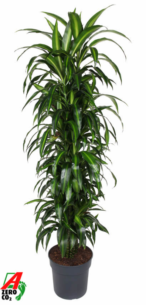 Dracaena Hawaiiana vertakt P34.