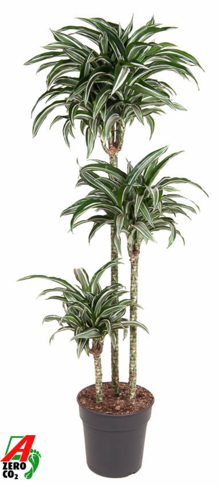Dracaena Jade Jewel 90-60-30.