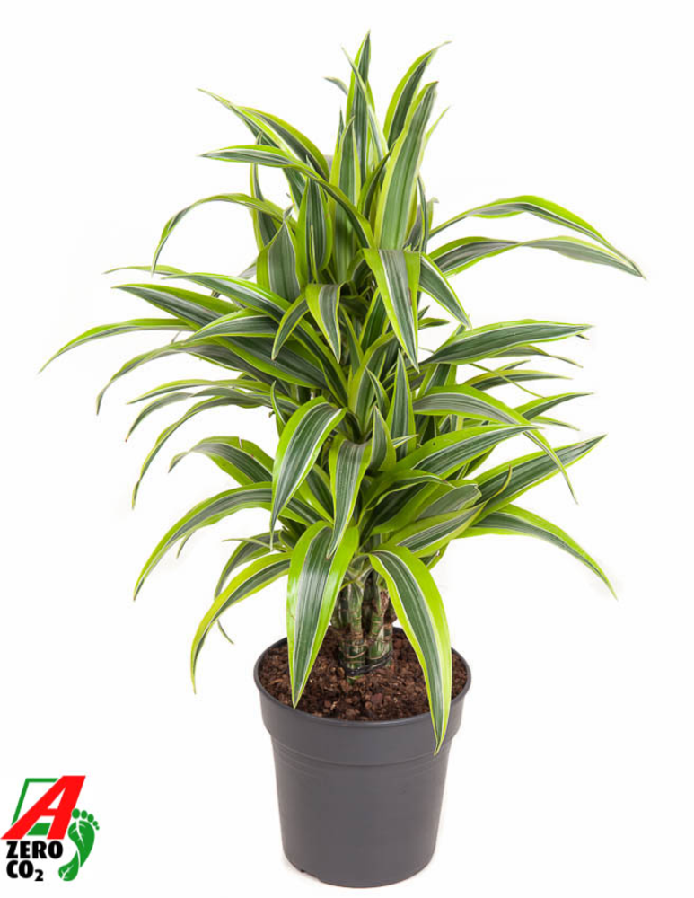Dracaena Lemon Lime vertakt P21.