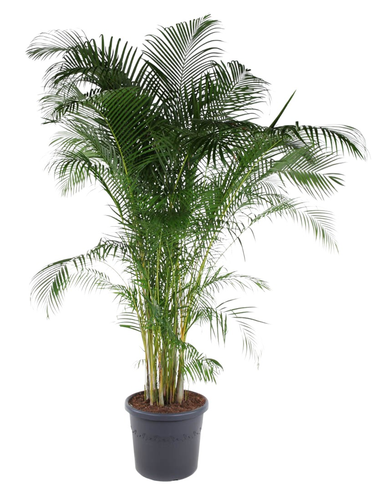 Dypsis Lutescens(Areca) P58.