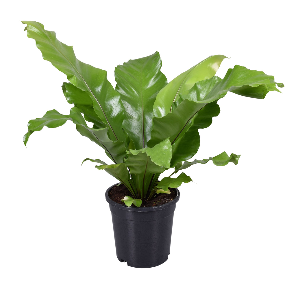 Asplenium Nidus.
