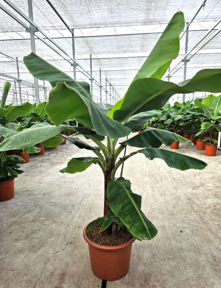 Musa 'Dwarf Cavendish'.