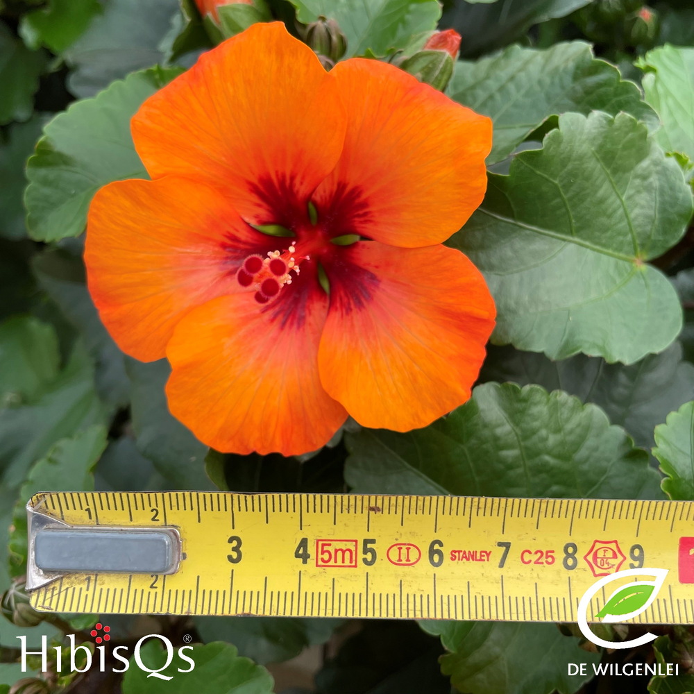 HibisQs® rosa-sinensis ‘Petit Orange’ p13.