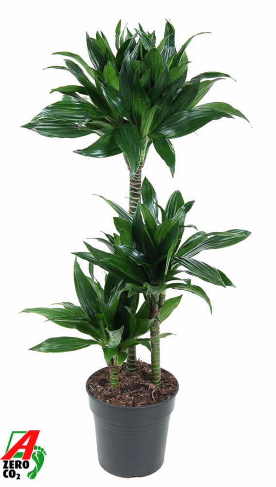 Dracaena Green Jewel 60-30-15.
