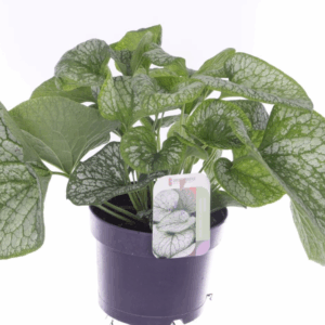 Brunnera Silver Spear