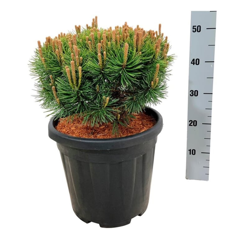 Pinus mugo 'Mops'.