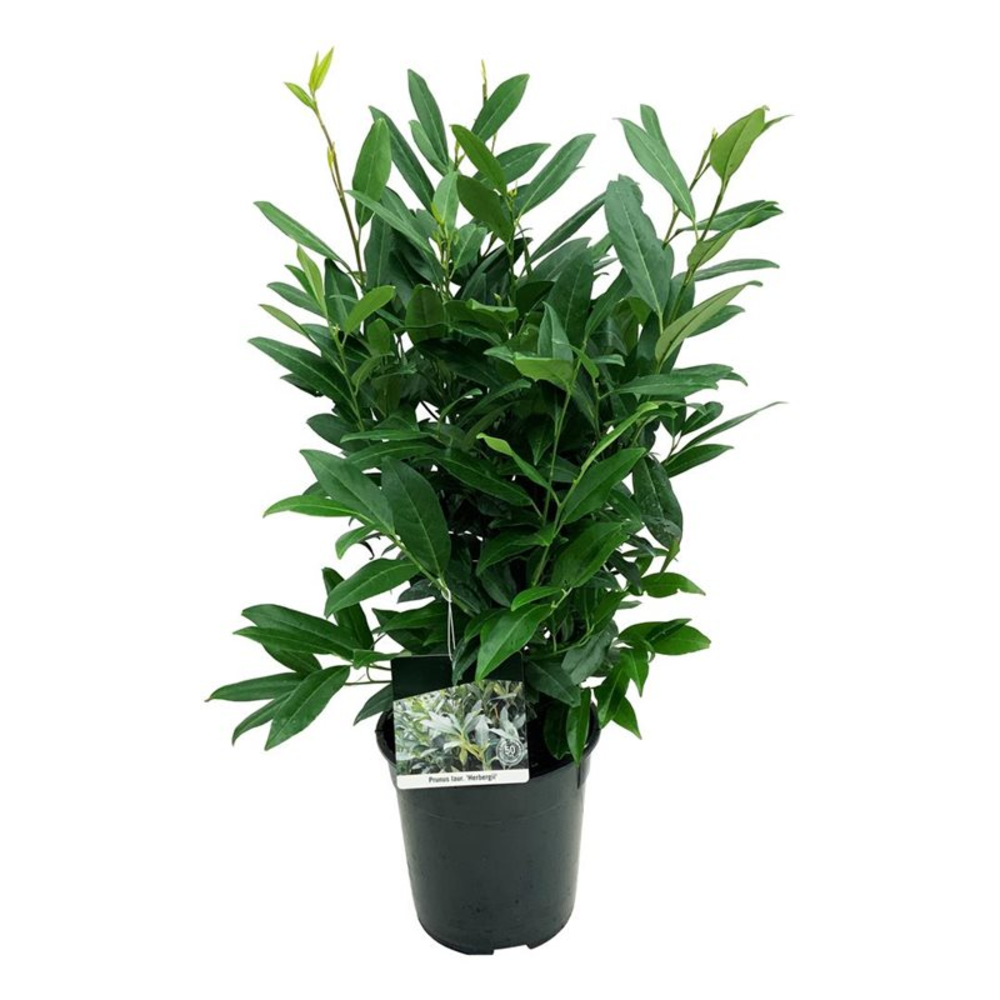 Prunus laur. 'Herbergii'.