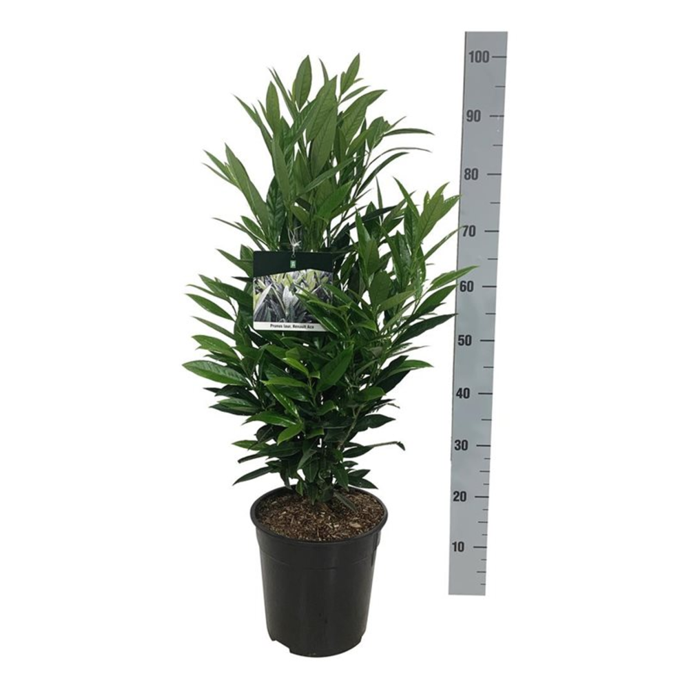 Prunus laur. 'Renault Ace' ®.