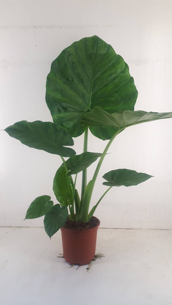 Alocasia macrorrhiza.