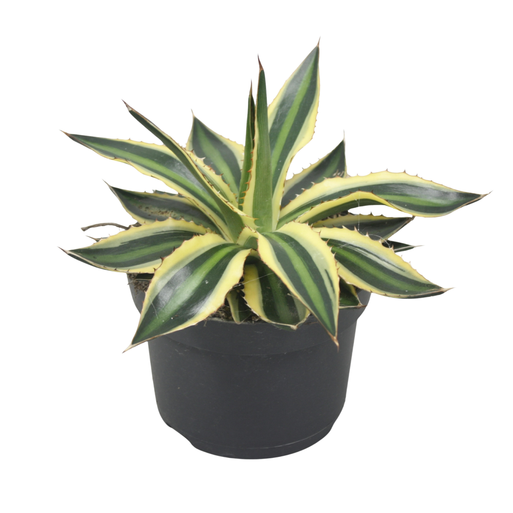 Agave lophanta `Quadricolour` 13 cm.