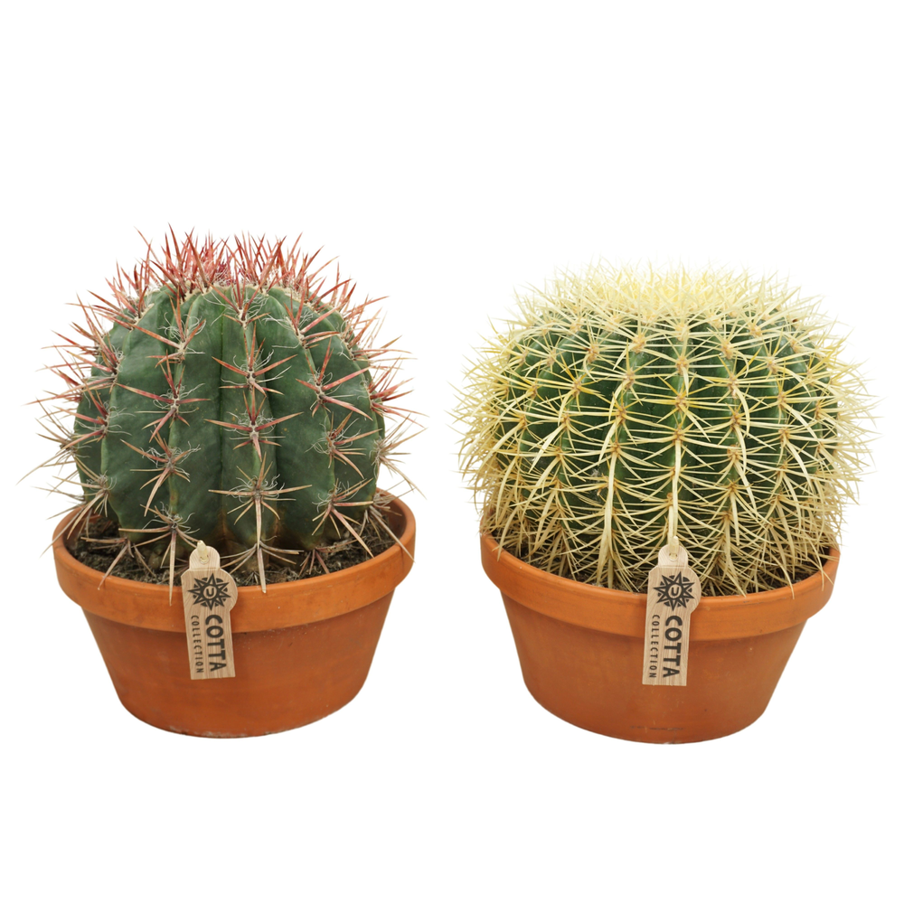 Bolcactus mix 23 cm.