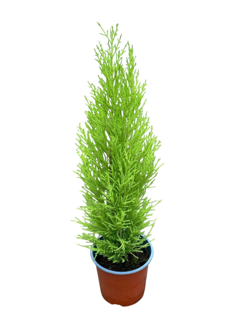 Cupressus Goldcrest Wilma - hoogte 60-65.