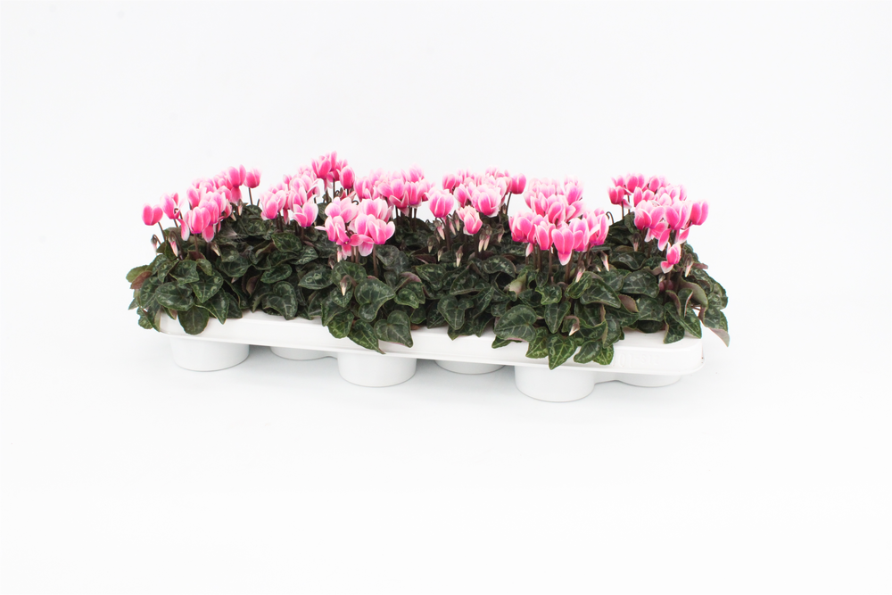 Cyclaam Snowridge Pink.
