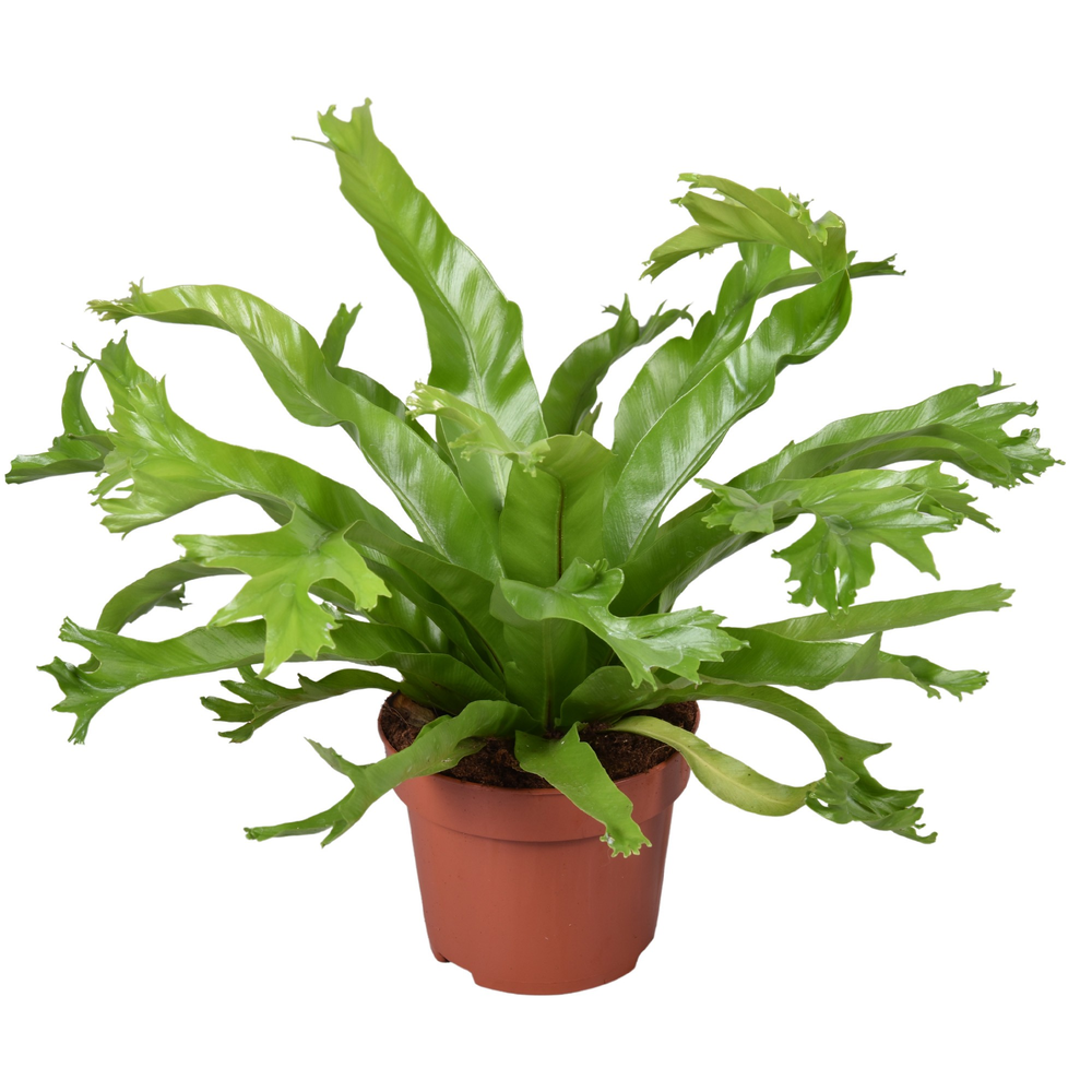 Asplenium Crissie.