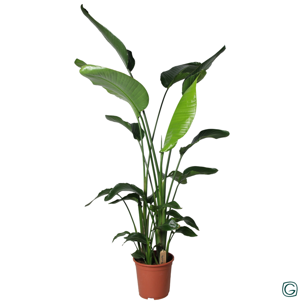 Strelitzia nicolai p27.
