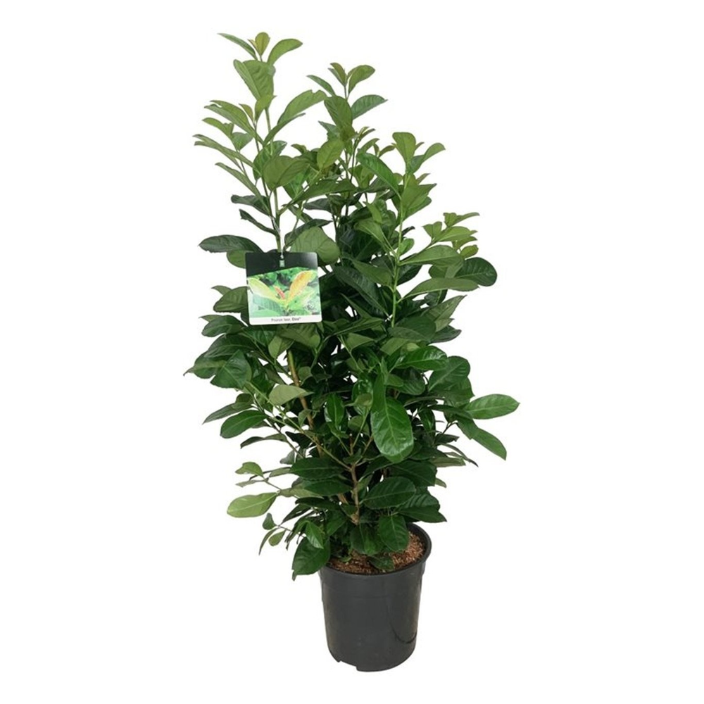 Prunus laur. 'Etna'.