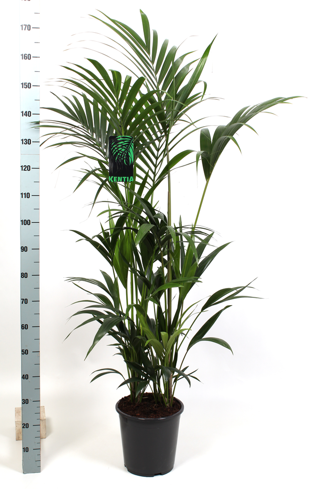Kentia Howea Forsteriana 27 cm 150 cm hoog.