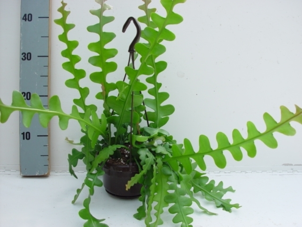 Epiphyllum anguliger.