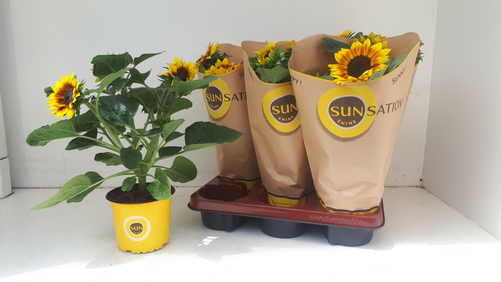 Helianthus Flame Multiflower.
