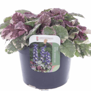 Ajuga reptans Burgundy Glow.